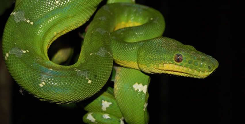 Rescatan a boa esmeralda abandonada en el aeropuerto de Monterrey ...